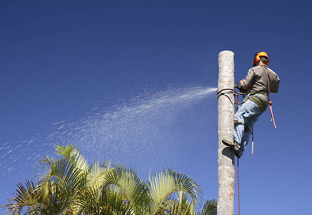 Best Tree Fertilization  in Jefferson, LA